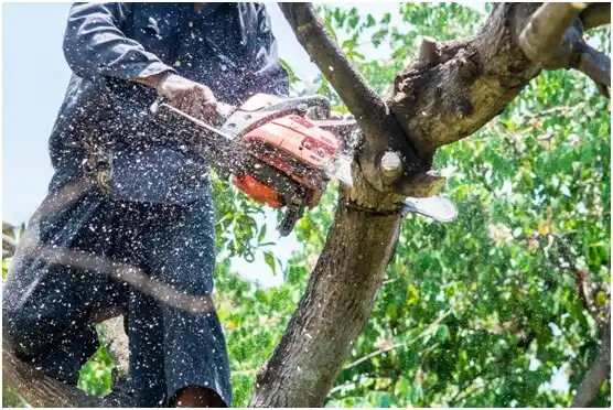 tree services Bennettsville